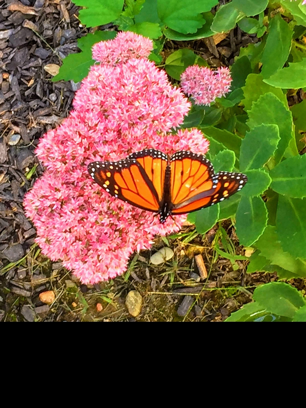 Monarch Butterfly Photo Print with Pink Sedum